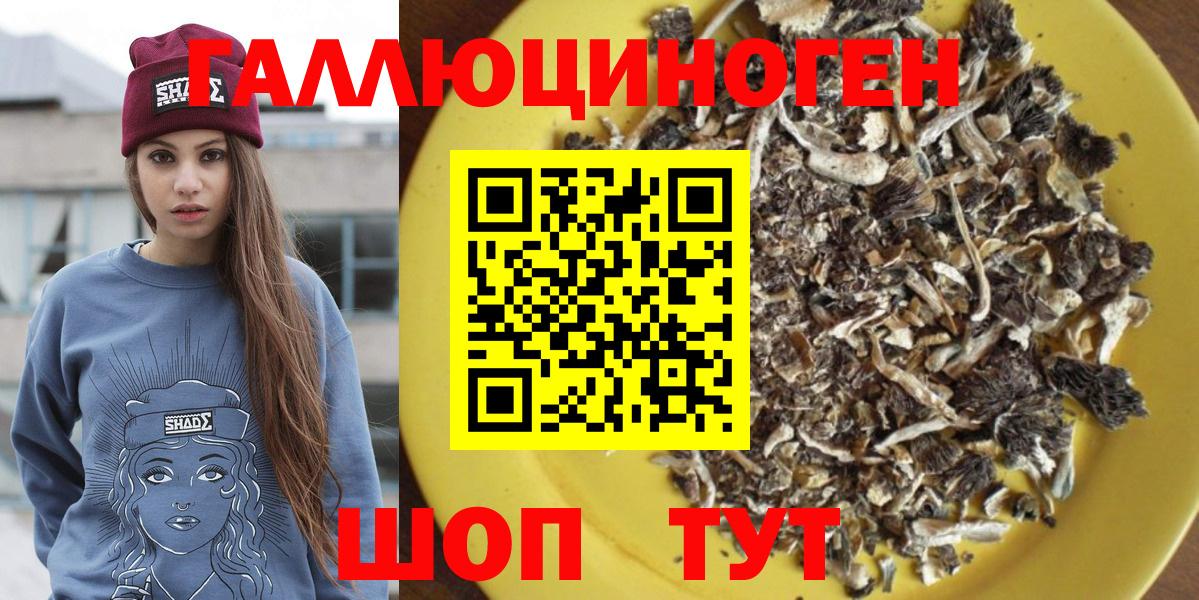 Галлюциногенные грибы Psilocybe Кизилюрт
