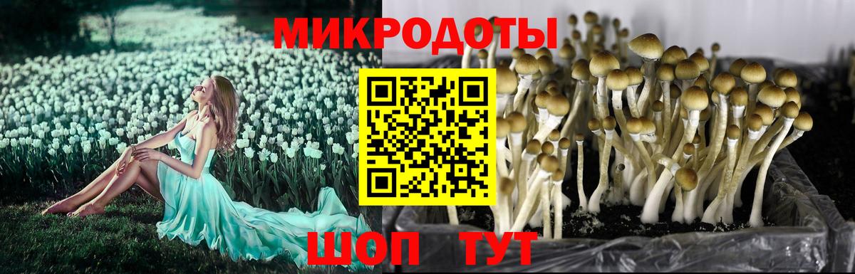 Галлюциногенные грибы Cubensis  Вход с VPN  Кизилюрт 